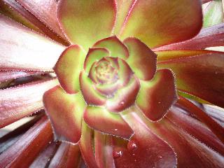 Jennifer Rakich; Succulent